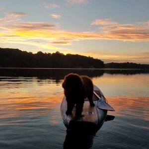 Meet your Posher, Ann